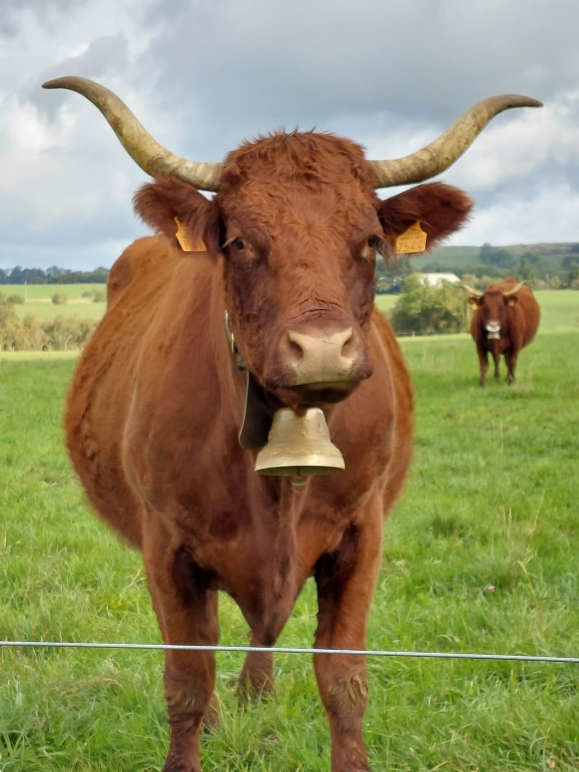 Vache Salers