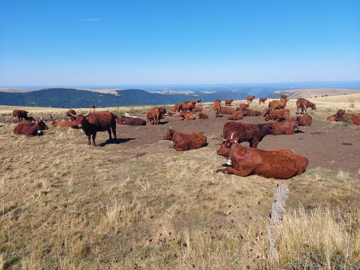 Vaches Salers